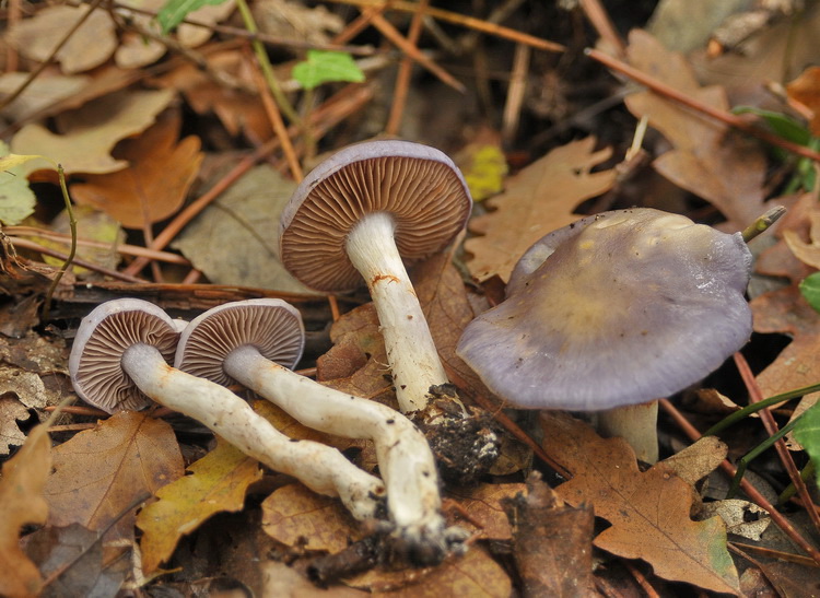 Cortinarius salor